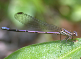 Variable Dancer